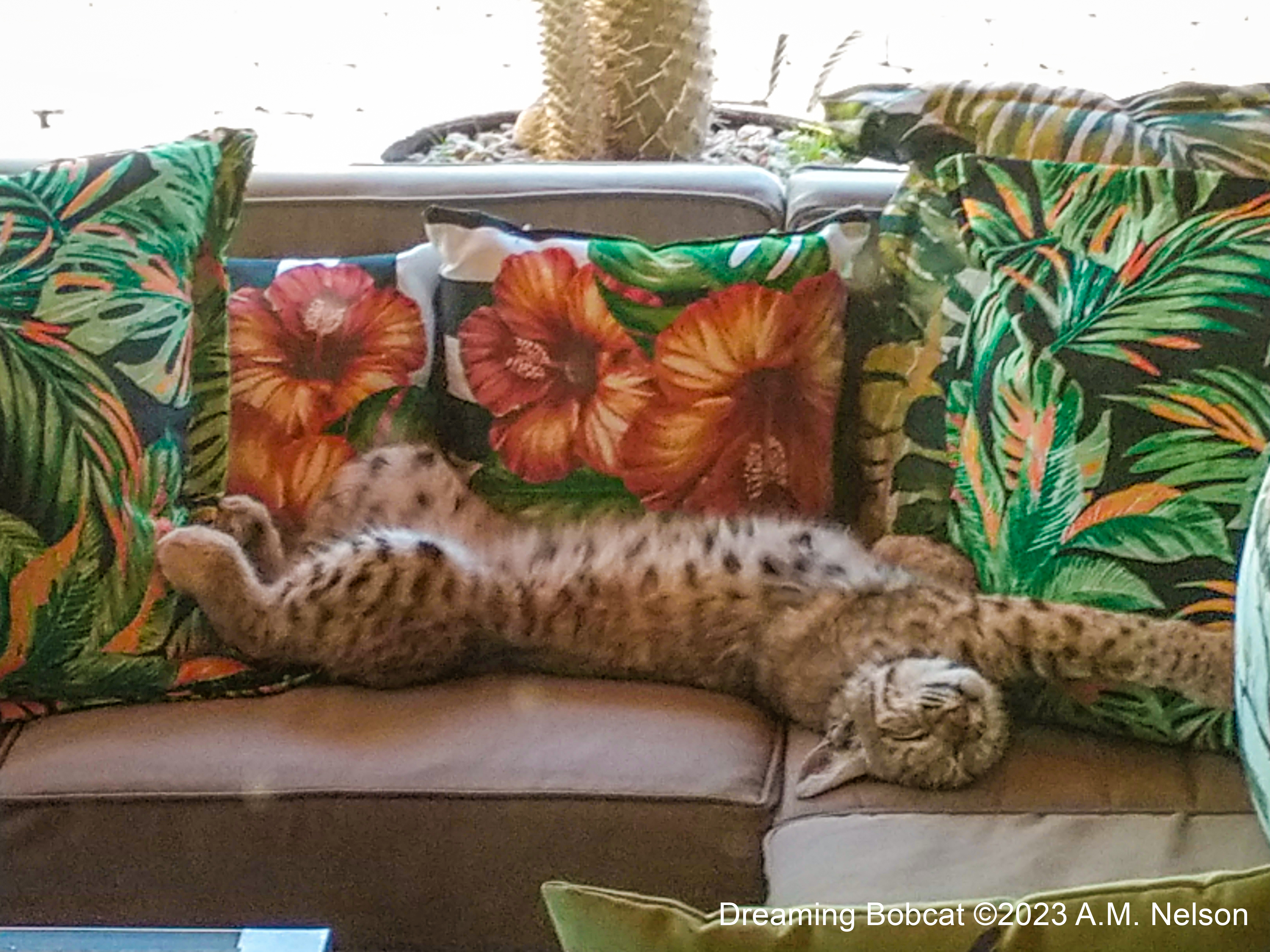 Bobcat dreaming