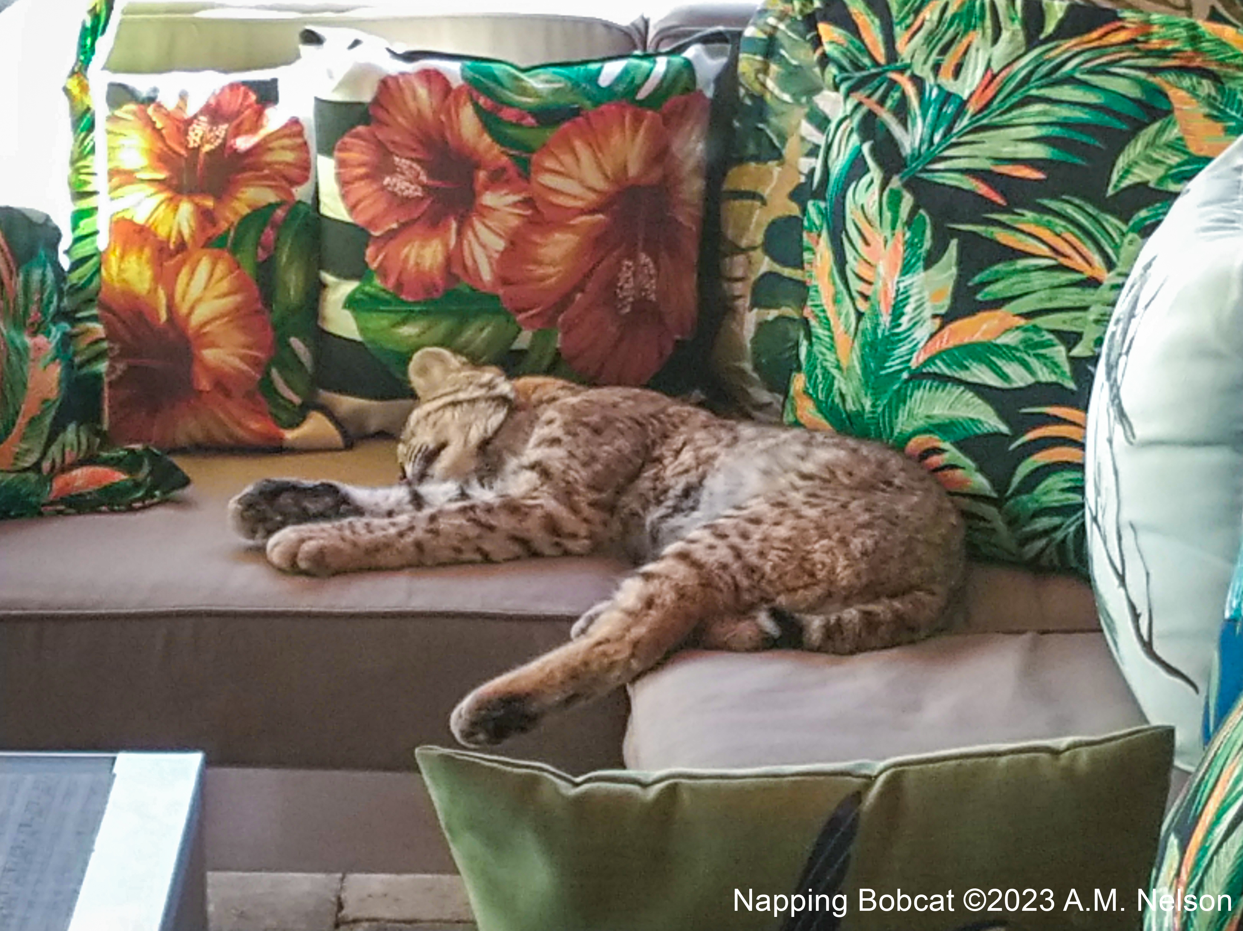 Bobcat takes a nap