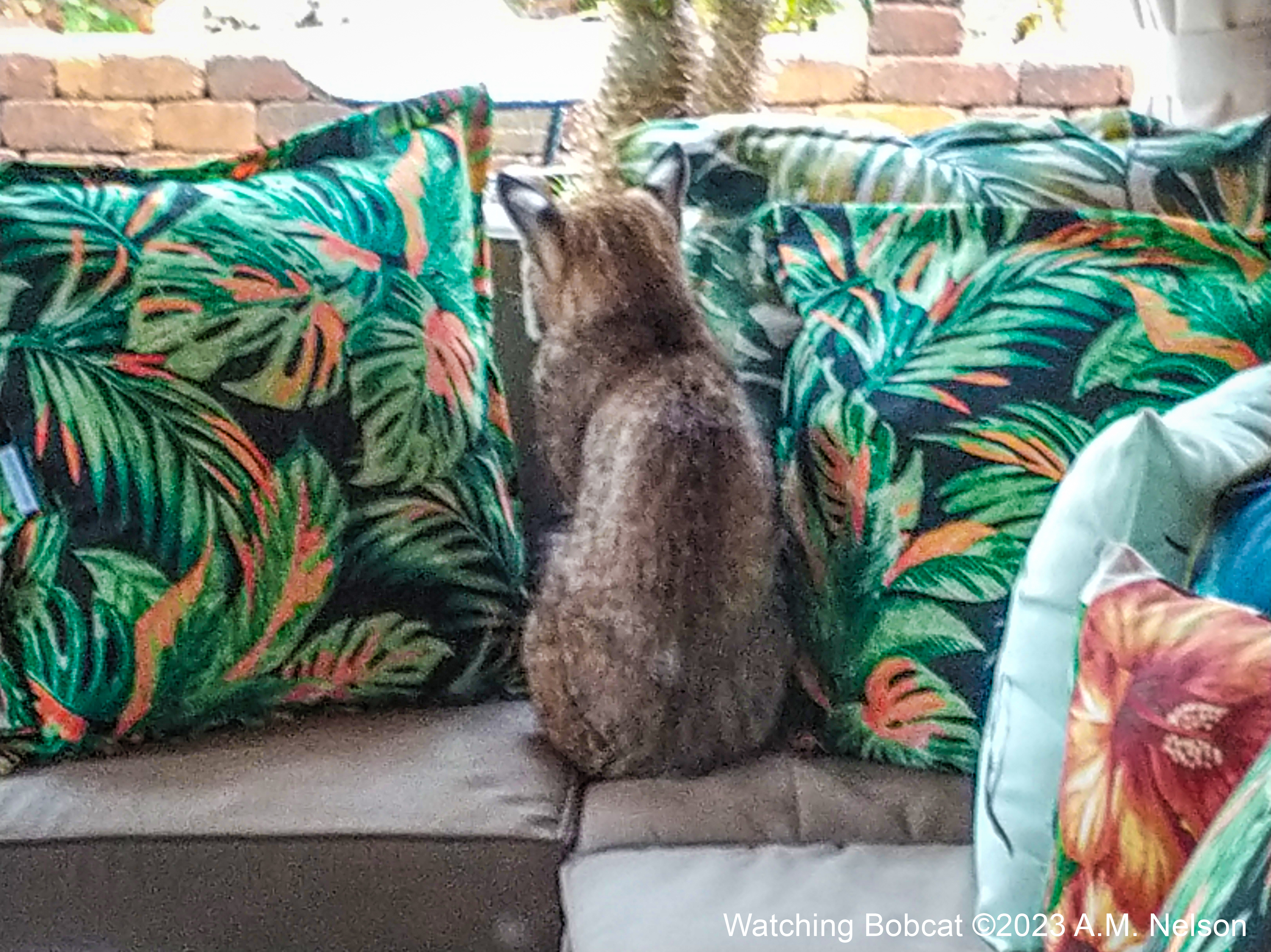 Bobcat feels at home on patio