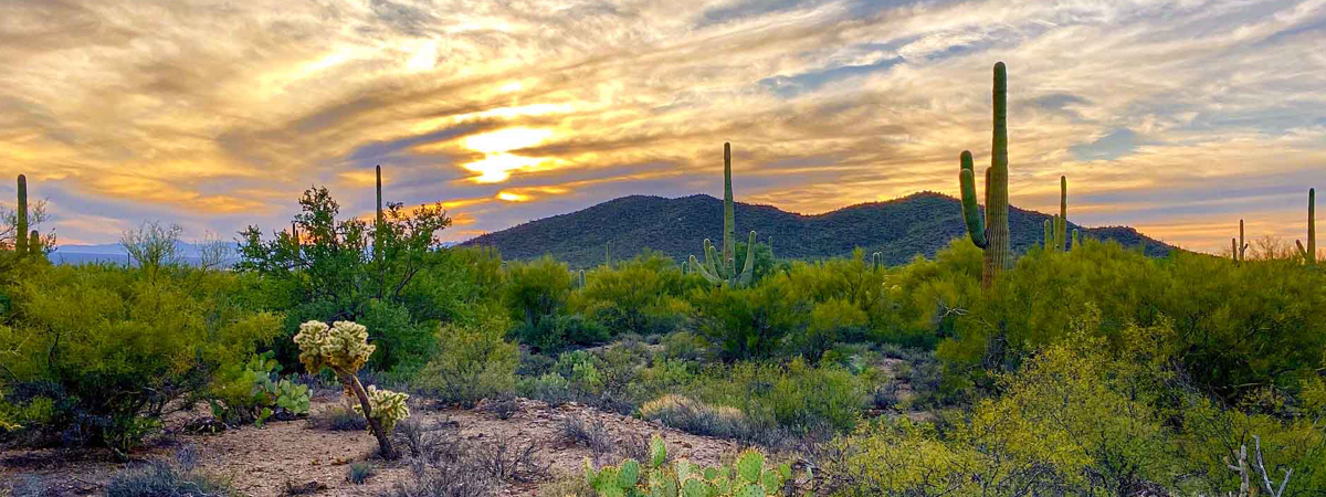 Carefree Shadows desert